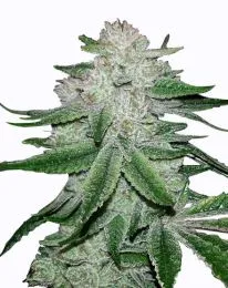 GG4 Gorilla Glue Feminized
