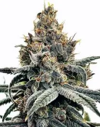 Sundae Driver Feminized Cannabis Seeds