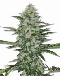 THC Bomb Marijuana seeds