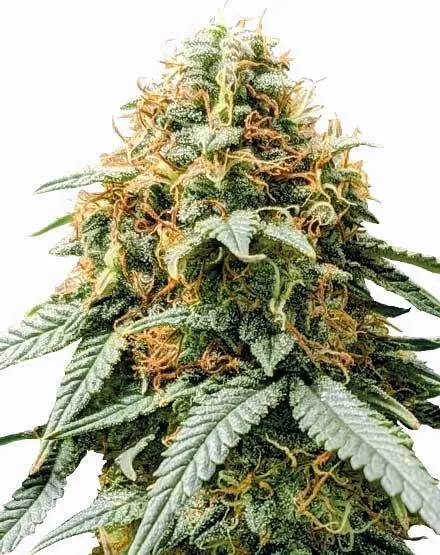 Acapulco Gold Feminized Seeds