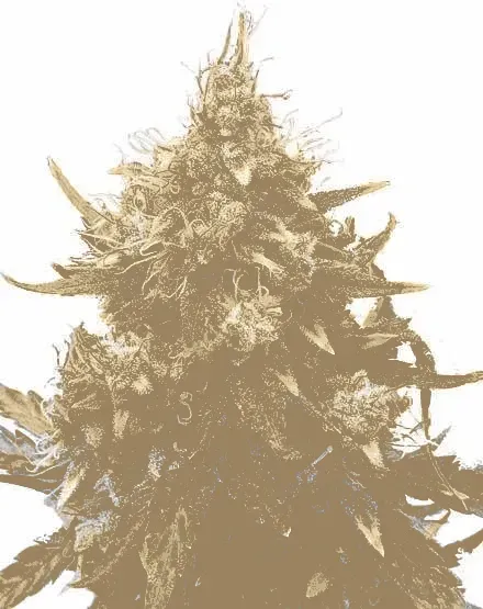 Acapulco Gold Autoflower Seeds