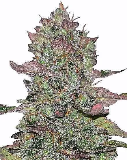Animal Mints Feminized Seeds
