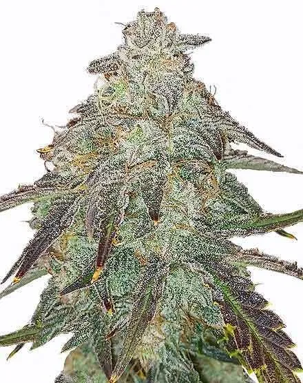 Apple Fritter Autoflower Seeds