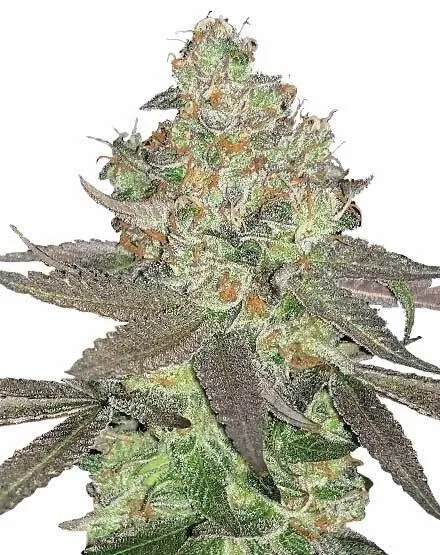 Apple Fritter Feminized Seeds