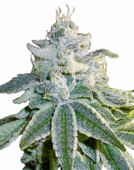 OG Kush Autoflower Seeds