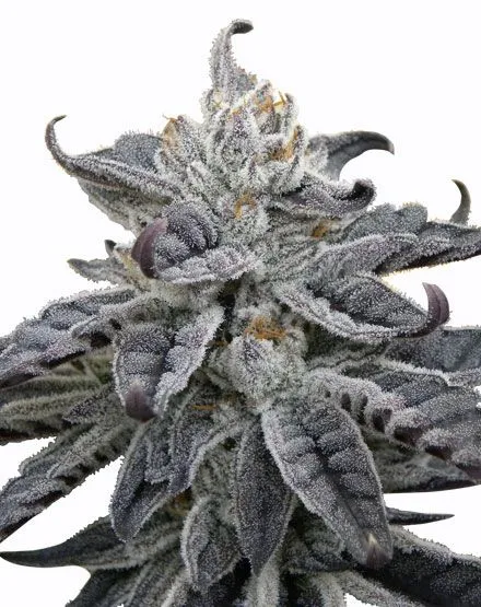 Granddaddy Purple Autoflower Seeds