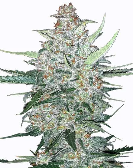 Do Si Dos Autoflower Seeds