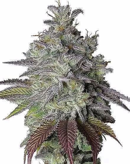 Do Si Dos Regular Seeds