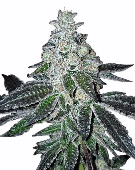 Gelato Feminized Seeds