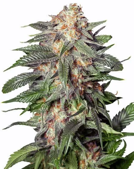 Gelato Autoflower Seeds