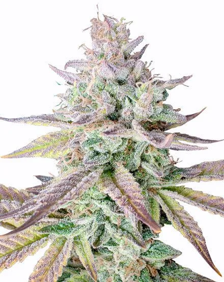 gelatoページ Gelato 41 Strain Feminized Cannabis Seeds - Rocket Seeds