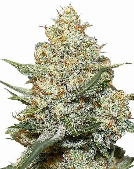 Gorilla Cookies Feminized Seeds