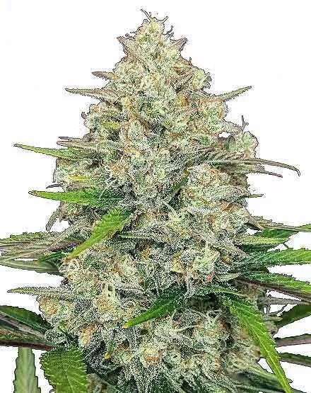 Gorilla Cookies Autoflower Seeds