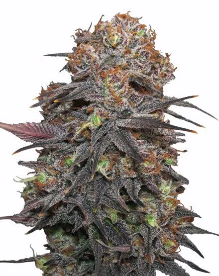 Granddaddy Purple Feminized Seeds