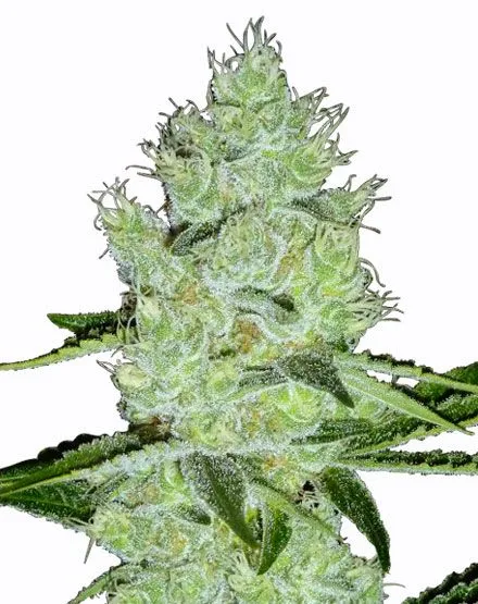 Jack Herer Feminized Cannabis Seeds