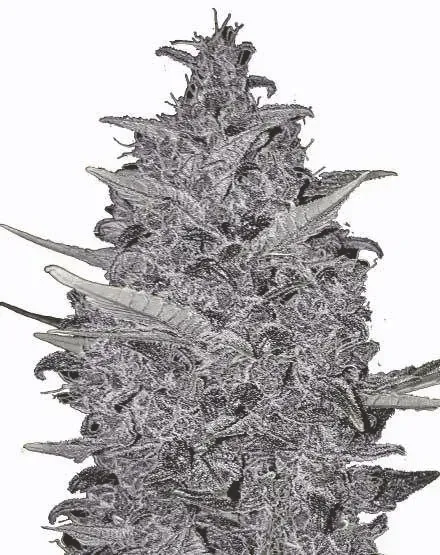 Kushberry Moonrocks Feminized Seeds