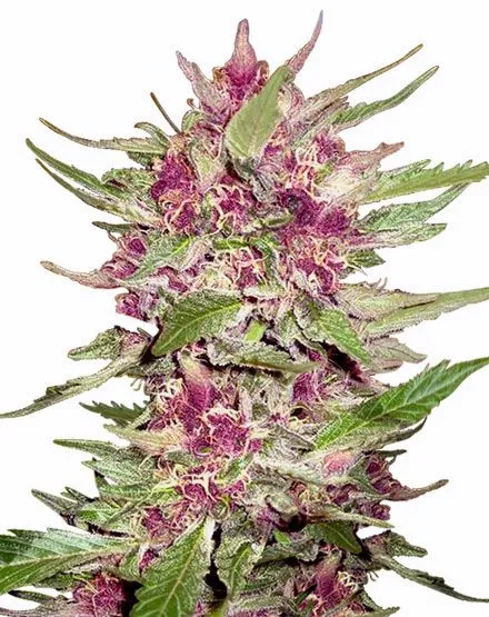 Purple Hulk Automatic Seeds