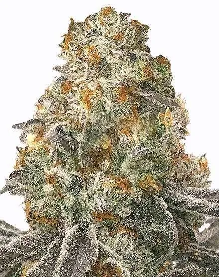 Slurricane Feminized Seeds