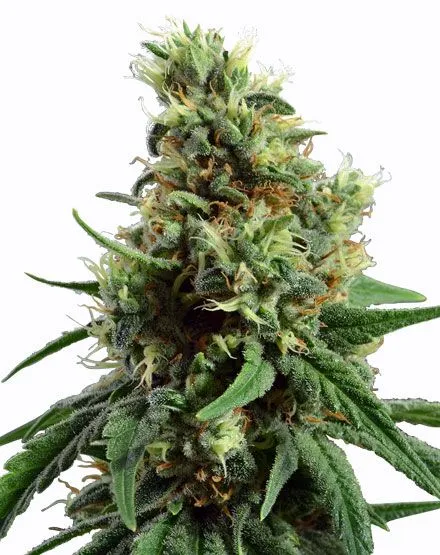 Sour Diesel Auto Feminized Seeds