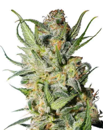 Thai Stick Feminized Seeds
