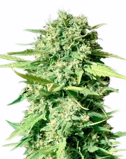 THC Bomb Seeds