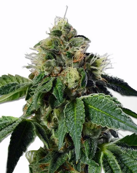 Train Wreck Feminized Seeds