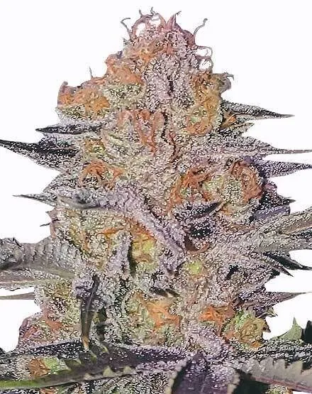 Wedding Cake Regular Seeds