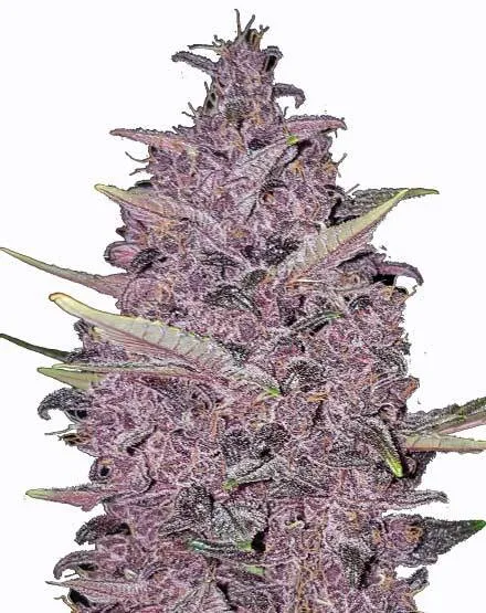 Purple Hulk Auto Cannabis Seeds - Buy From MSNL