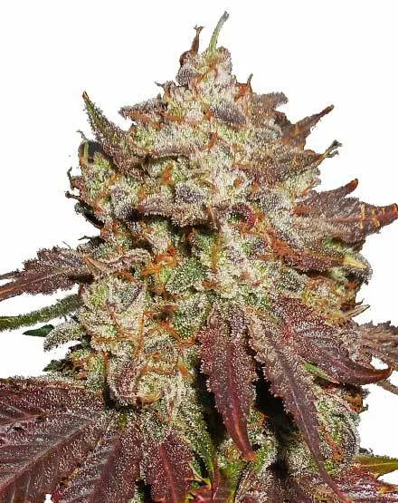 Gorilla Glue Autoflower Seeds - Buy from MSNL