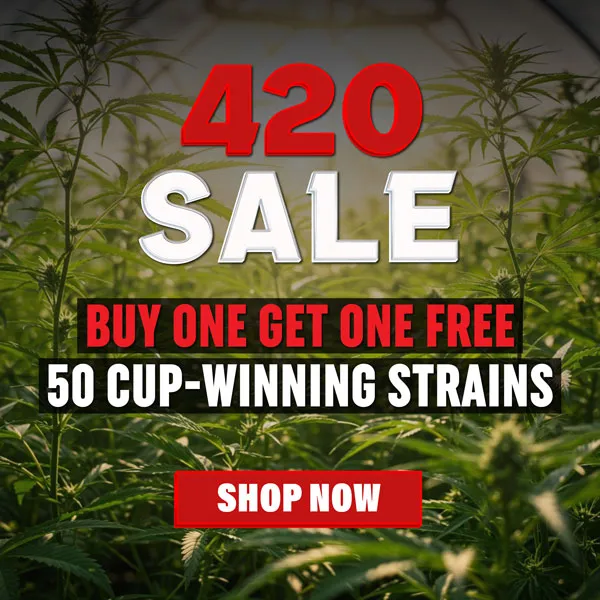 MSNL 4/20 Sale 2