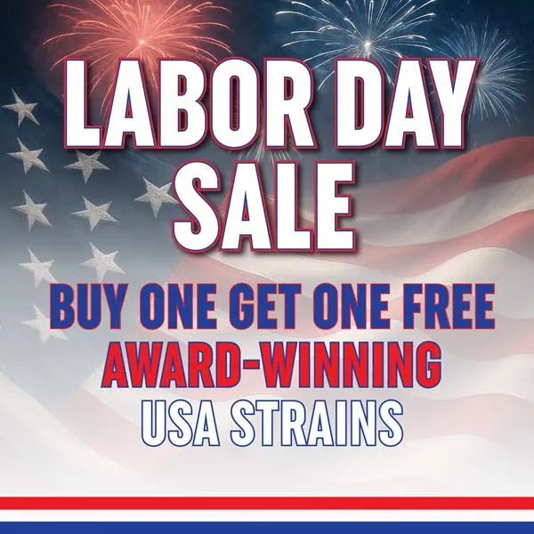 MSNL Labor Day Sale 2025