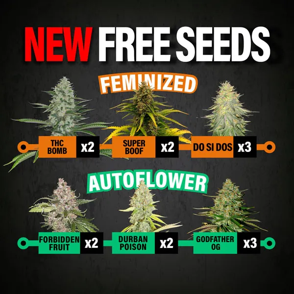 MSNL New Free Seeds July 2025