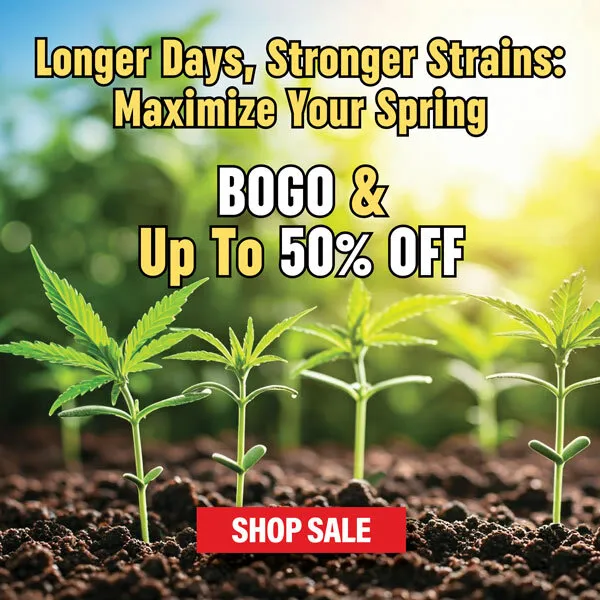 MSNL Spring Sale 2025