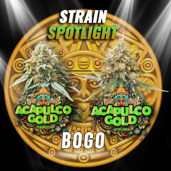 Strain Spotlight Acapulco Gold