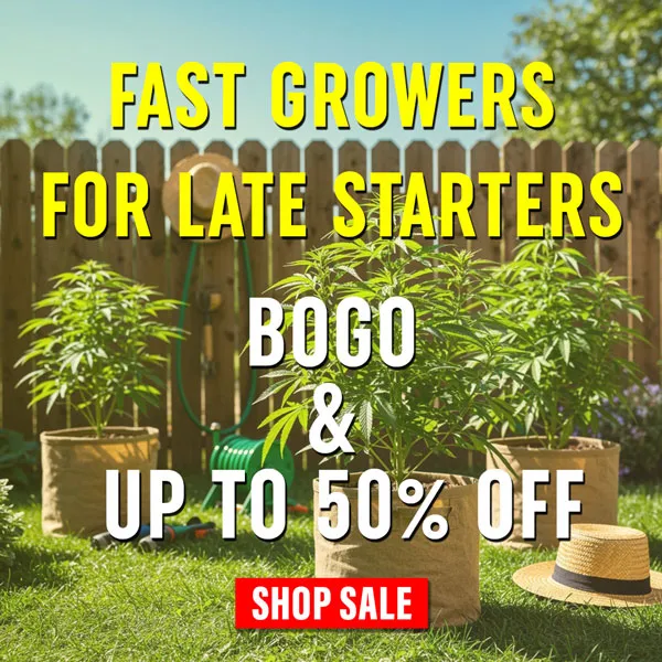 MSNL Summer Sale 2025