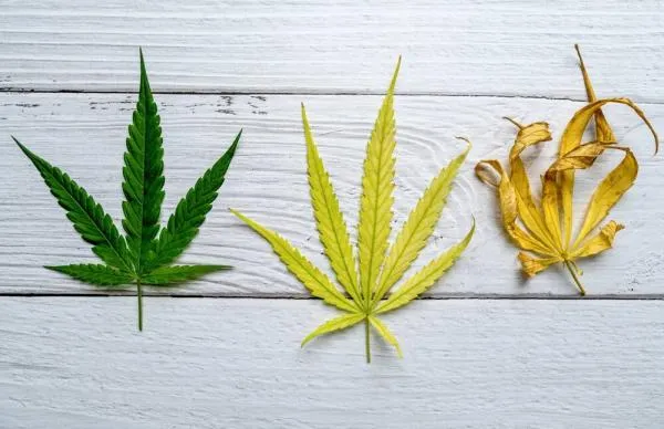 When should you stop using cannabis nutrients?