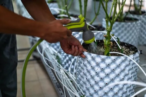 When Should You Flush Autoflowers?