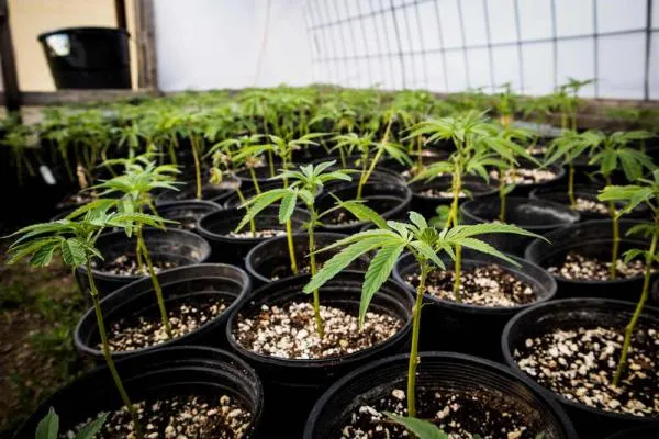 The best types of pots for growing cannabis plants