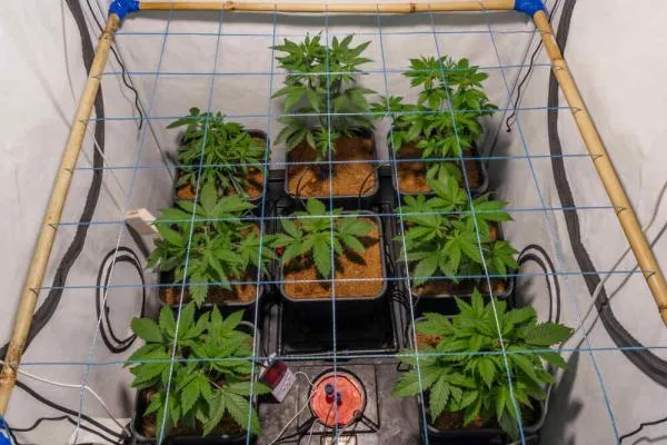 How To Low-Stress Train (LST) Autoflowers