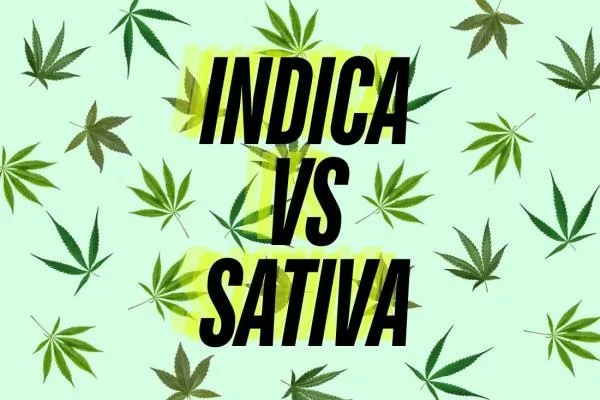 Sativa vs. Indica, Hybrid and Ruderalis: What is the difference between the varieties of cannabis?