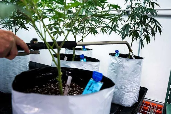 How Much Water Should You Give Autoflowers?