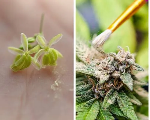 male cannabis pollen being used to pollinate female plant