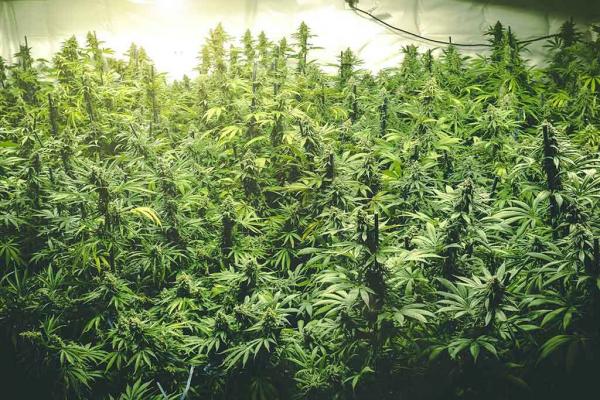 Autoflower vs Photoperiod - Which is the best cultivation style for you?