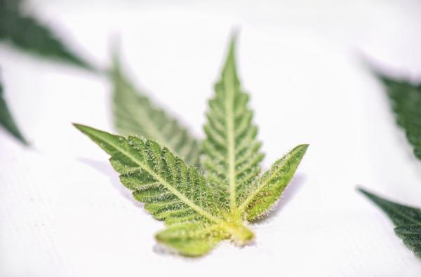 Cannabis Defoliation Guide: How to defoliate your cannabis plant