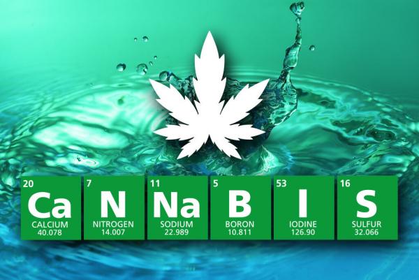Maximum Potential – Using Nutrients to Get The Most Out of Your Plants
