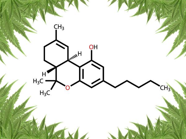 What is a Phenotype and How Does it Affect Marijuana?