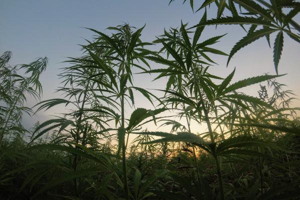 MSNL's Top 10 Outdoor Cannabis Strains