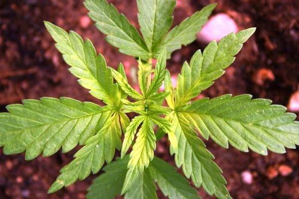 Iron Deficiency: Fixing Your Sick Marijuana Plant