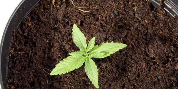 Veganic Gardening in Cannabis Cultivation