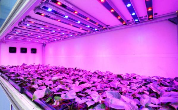 Top 5 Tips to make the most of your LED Grow room Setup